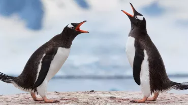 Two penguins facing each other on a rocky surface with a snowy backdrop.